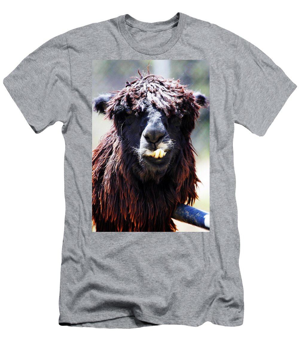 Llama T-Shirt featuring the photograph Is your Mama a Llama? by Anthony Jones