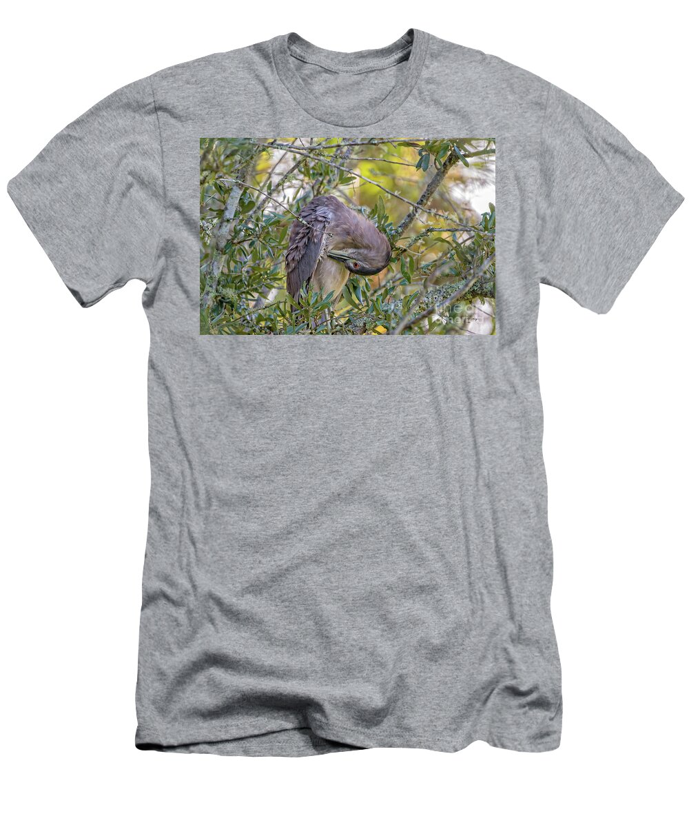 Herons T-Shirt featuring the photograph Juvenile Black Crowned Night Heron Preening by DB Hayes