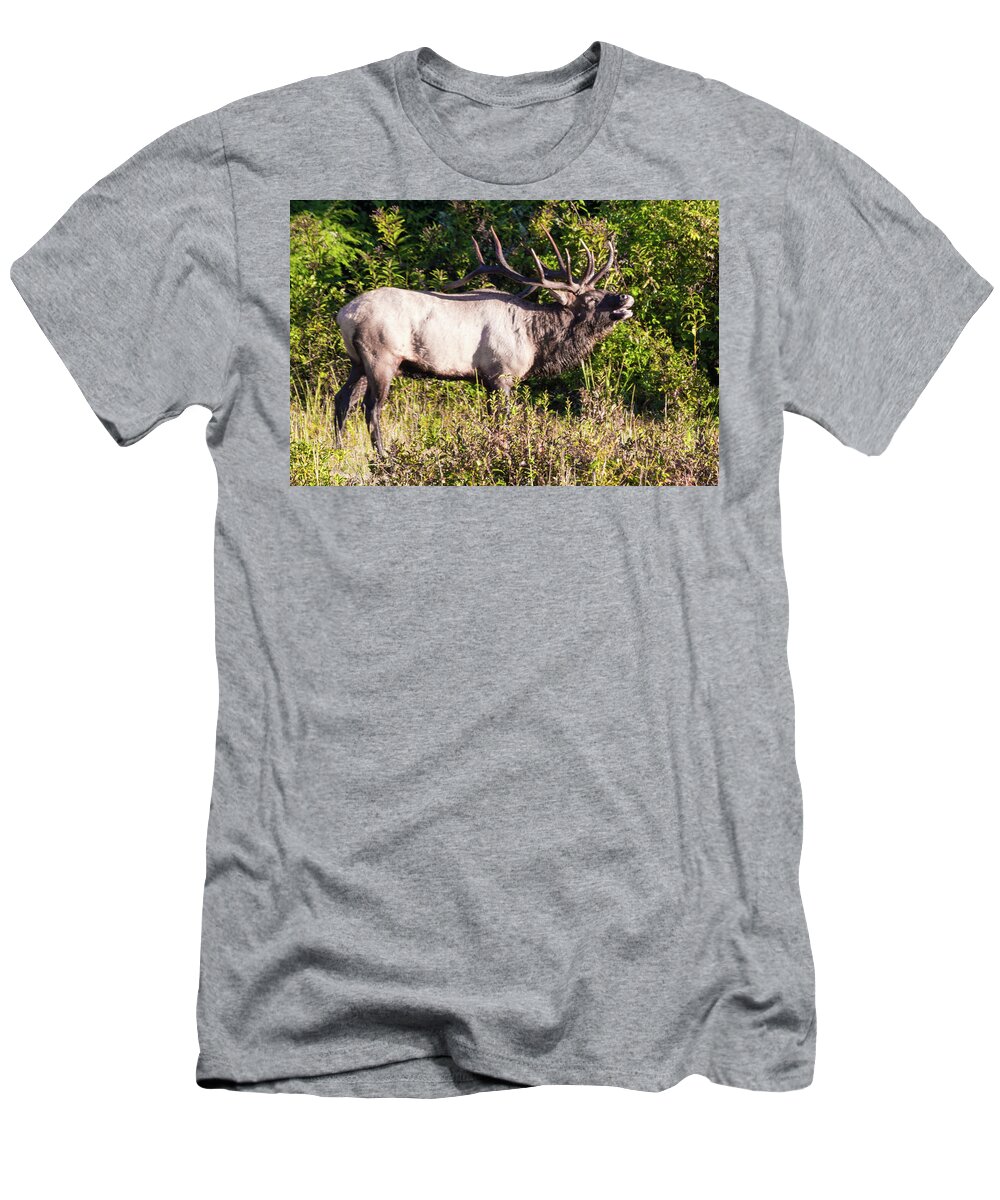 Bull T-Shirt featuring the photograph Large Bull Elk Bugling by D K Wall