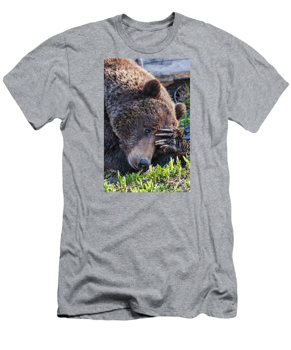 Bear T-Shirt featuring the photograph Lazy Bear by Wesley Aston