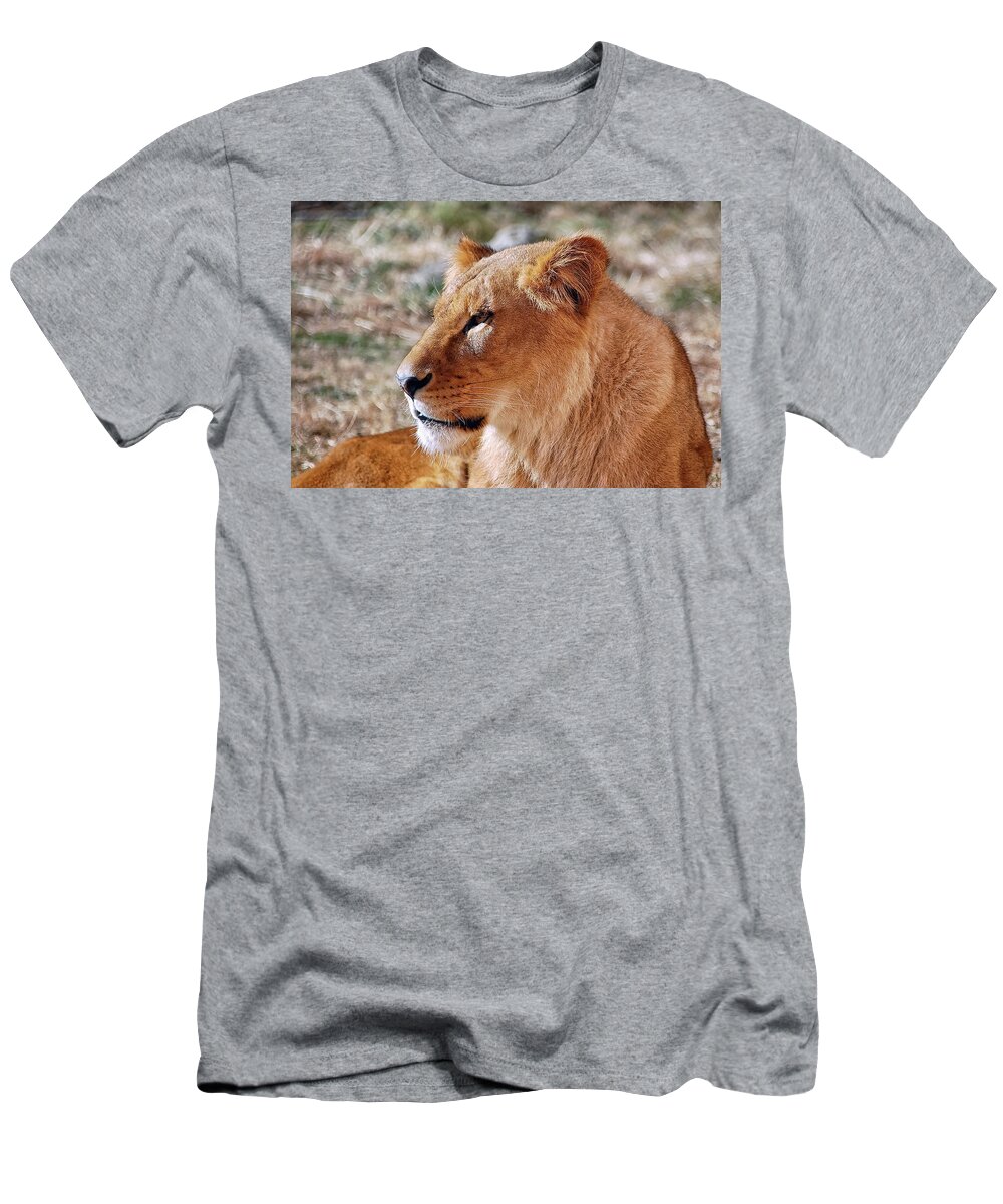 Lion T-Shirt featuring the photograph Lion around by Kuni Photography