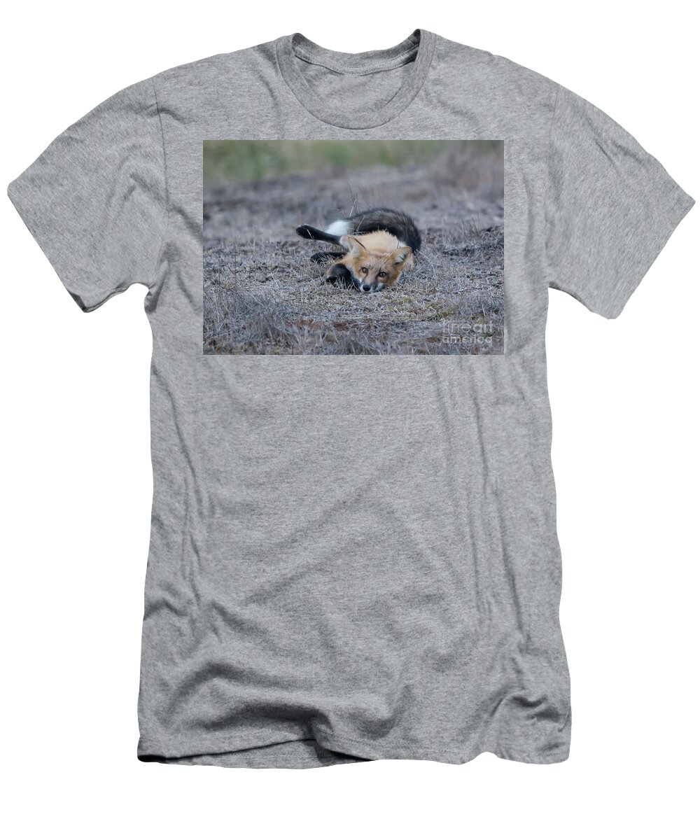 Fox T-Shirt featuring the photograph Lying Low by John Greco