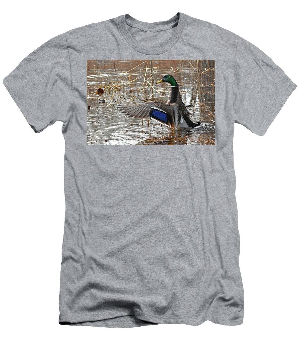 Duck T-Shirt featuring the photograph Mallard, prince of the marsh by Asbed Iskedjian
