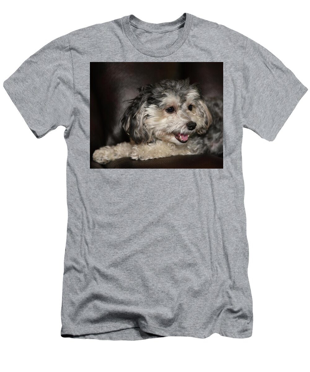 Puppy T-Shirt featuring the photograph Maltipoo Profile by Artful Imagery