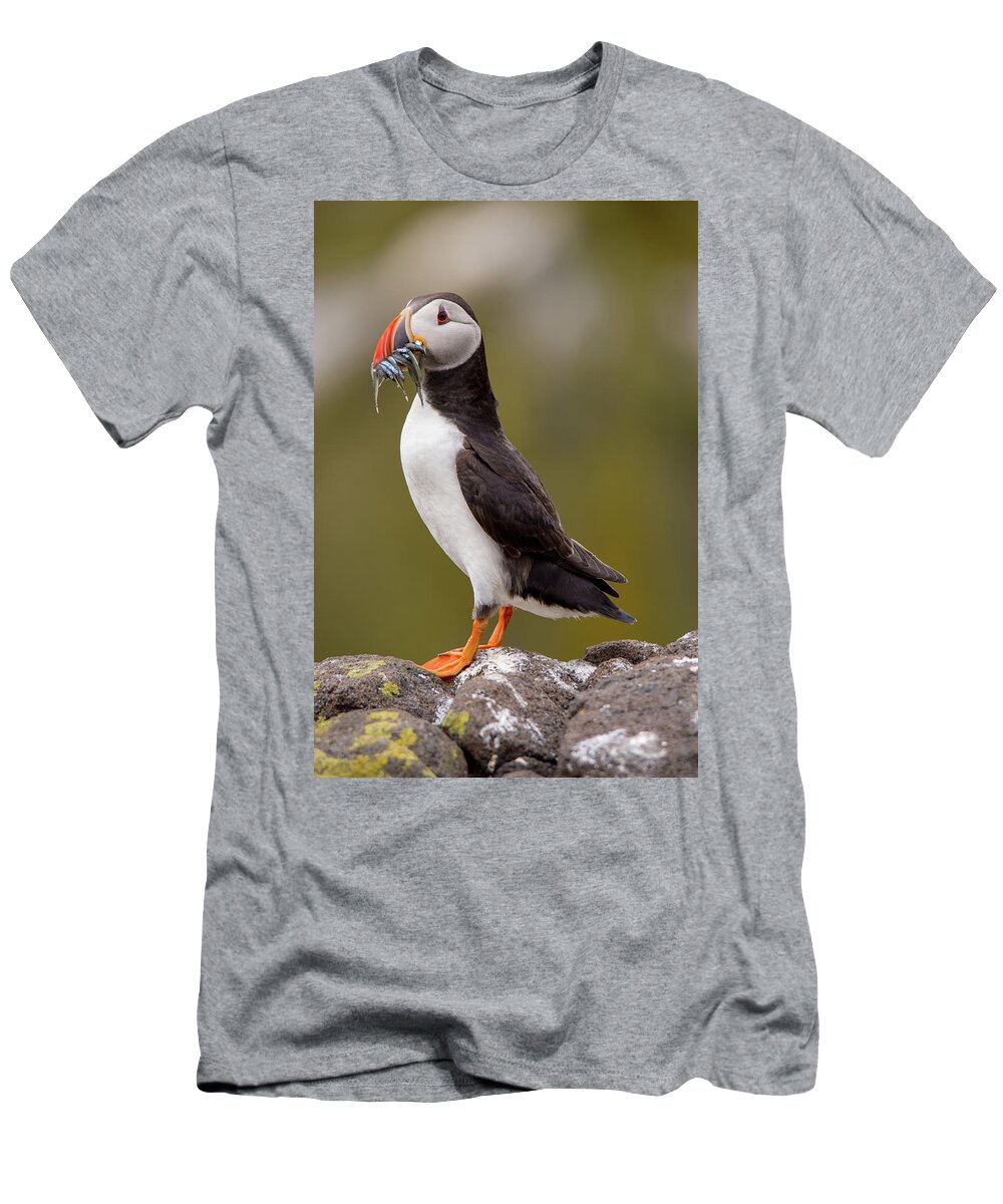 Puffin T-Shirt featuring the photograph May Puffin by Kuni Photography