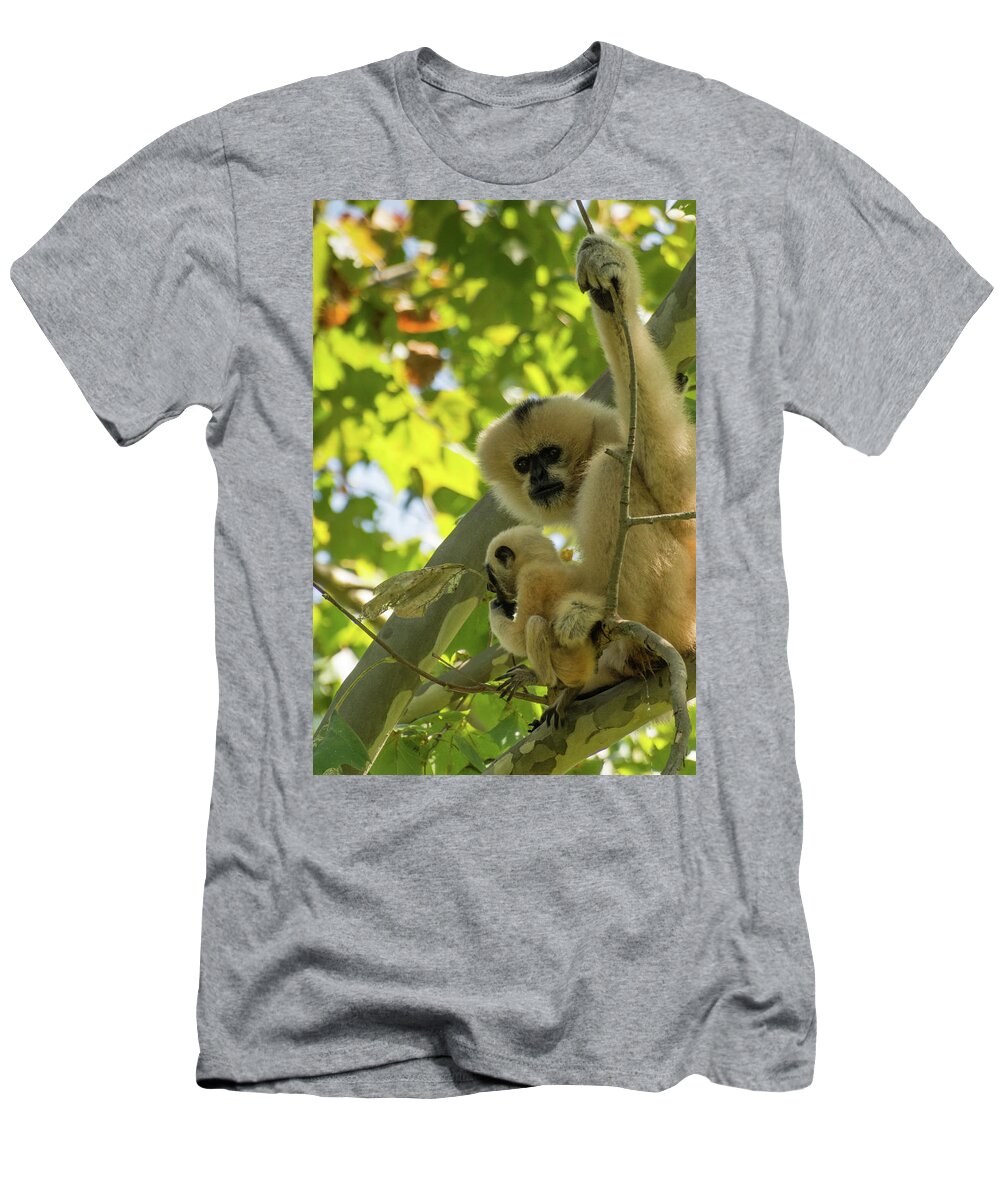 Zoo T-Shirt featuring the photograph Mommy Gibbon by John Benedict