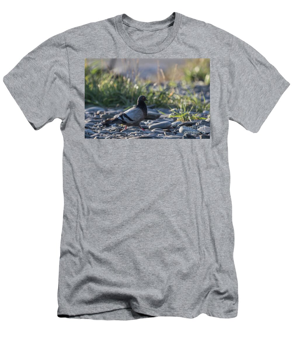 Rock Dove T-Shirt featuring the photograph Morning Walk by Eva Lechner