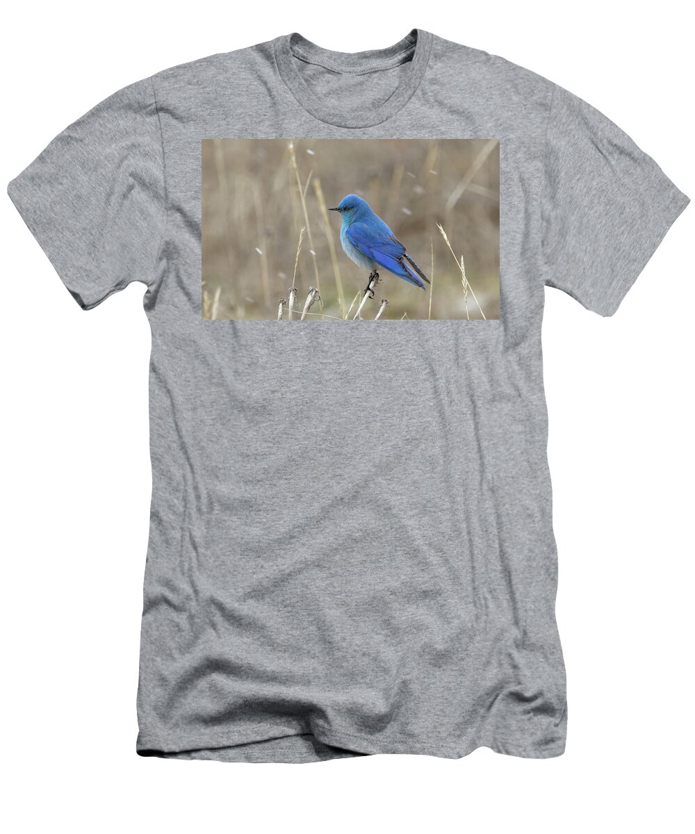 Bird T-Shirt featuring the photograph Mountain Blue Bird by Ronnie And Frances Howard