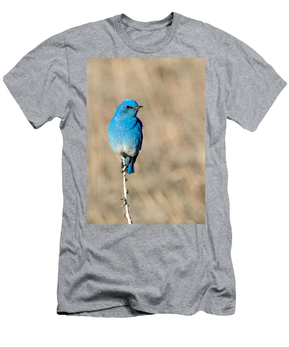 Colorado T-Shirt featuring the photograph Mountain Bluebird on a Stem. by Dawn Key