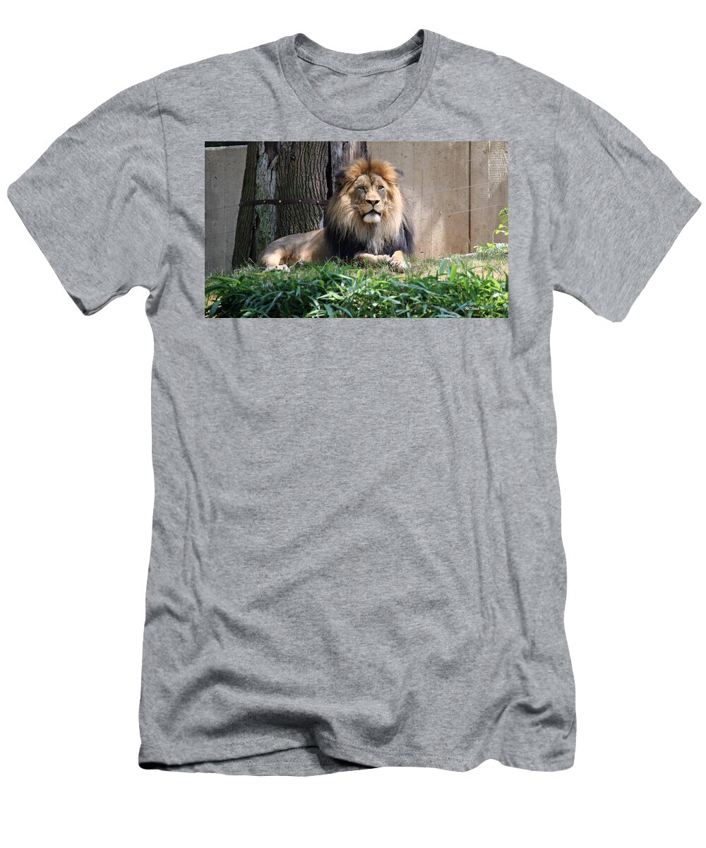 Smithsonian T-Shirt featuring the photograph National Zoo - Luke - African Lion by Ronald Reid