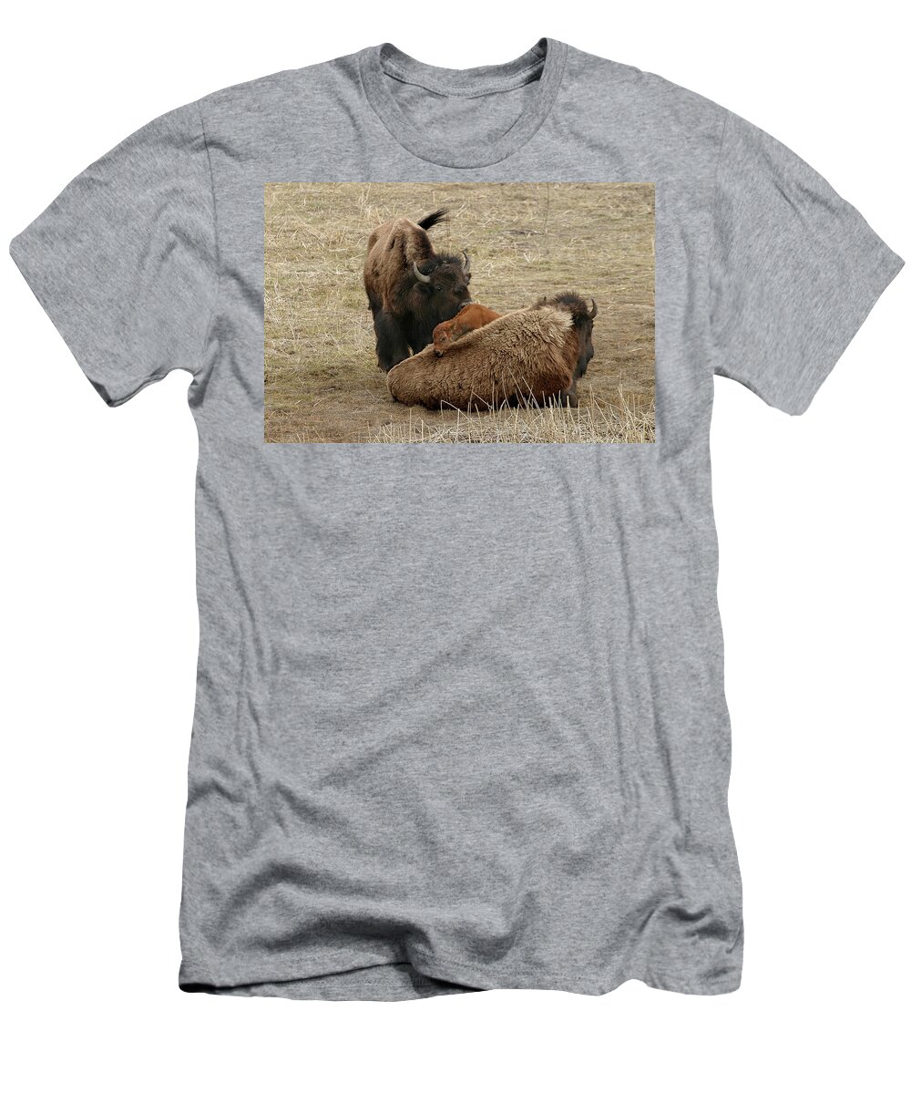 Bison T-Shirt featuring the photograph Nature's Pillow Top by Ronnie And Frances Howard