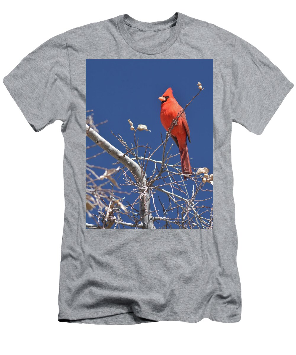 Northern T-Shirt featuring the photograph Northern Cardinal 1185-030518-1cr by Tam Ryan