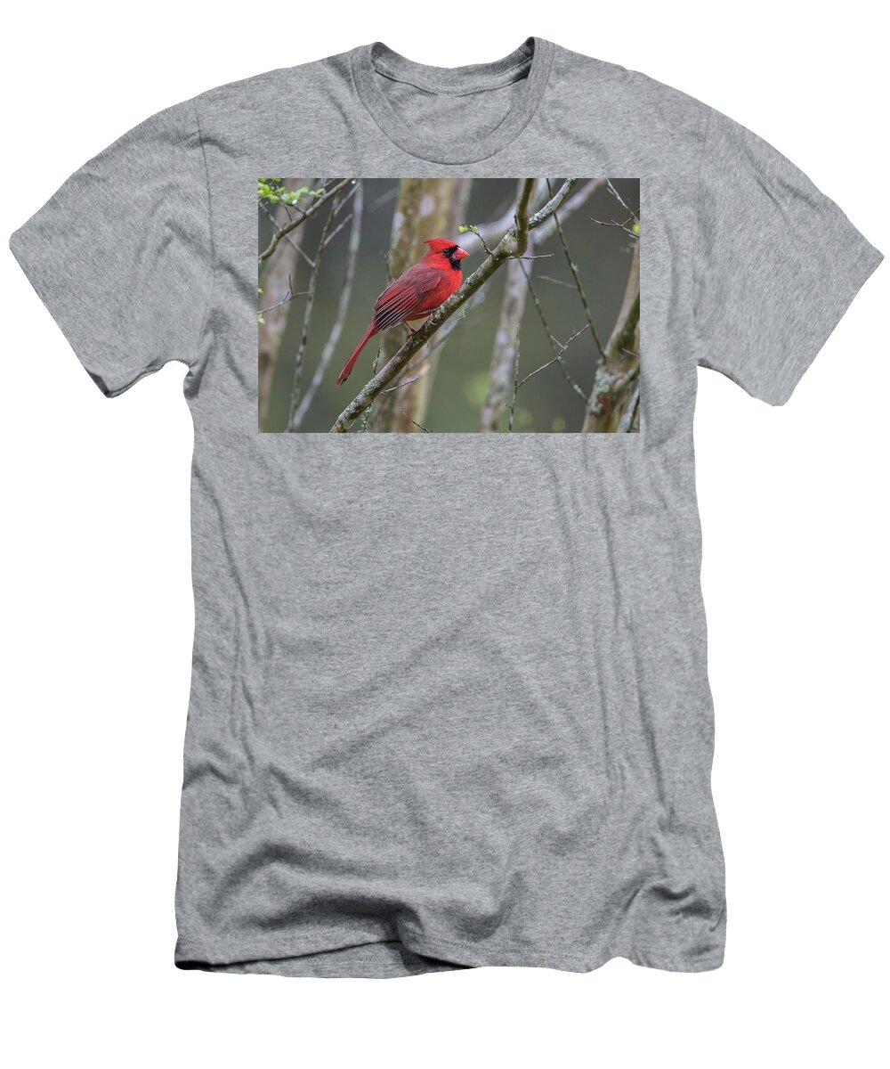 Ronnie Maum T-Shirt featuring the photograph Northern Cardinal 3 by Ronnie Maum