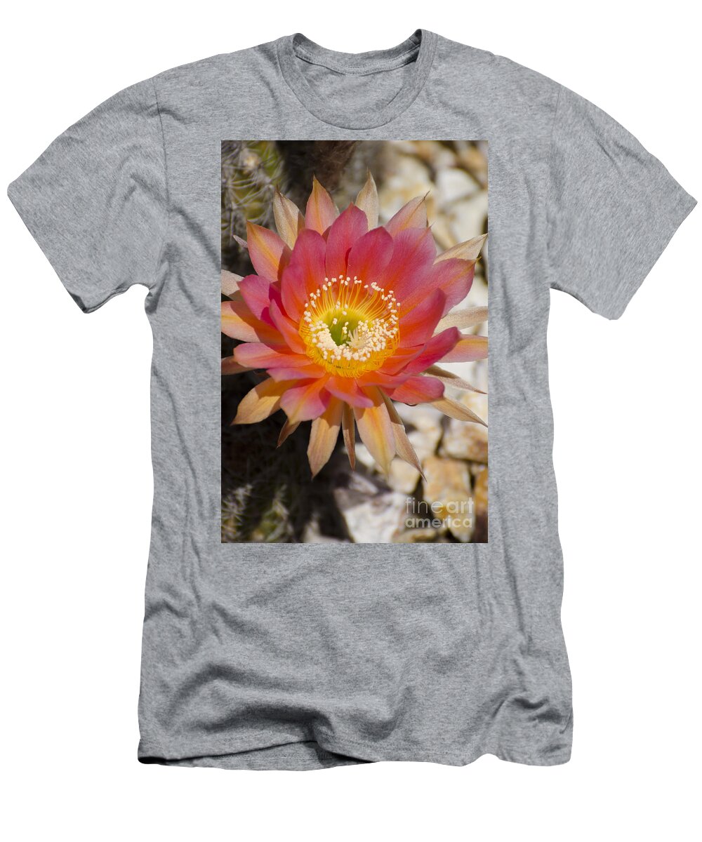 Cactus T-Shirt featuring the photograph Orange cactus flower by Jim And Emily Bush