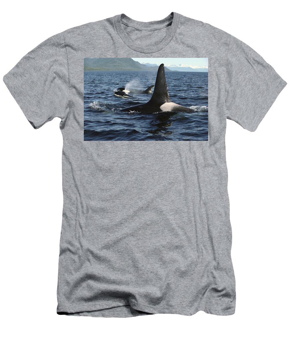 00079588 T-Shirt featuring the photograph Orca Pod Surfacing Johnstone Strait by Flip Nicklin