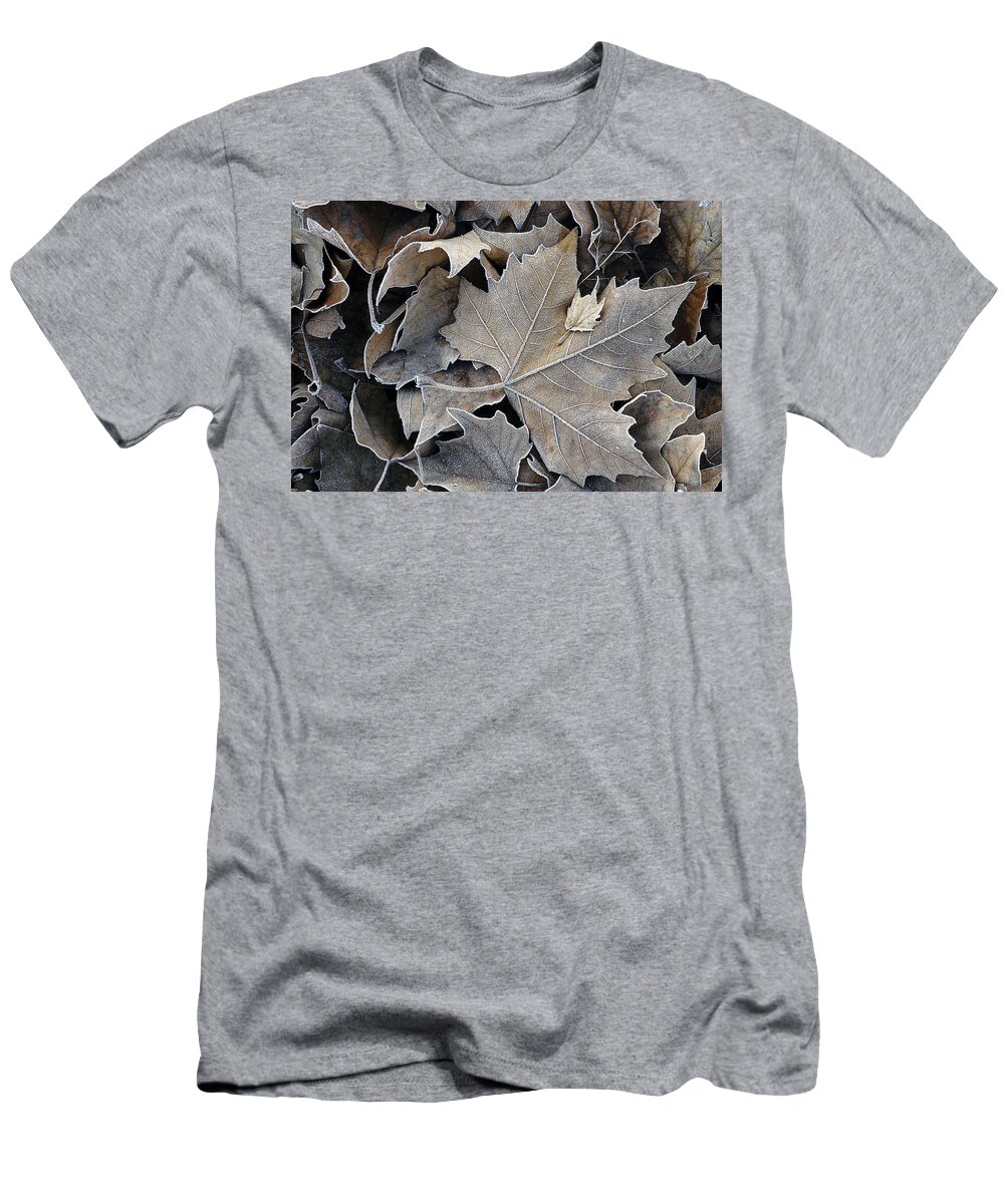 Maple T-Shirt featuring the photograph Parental by DArcy Evans