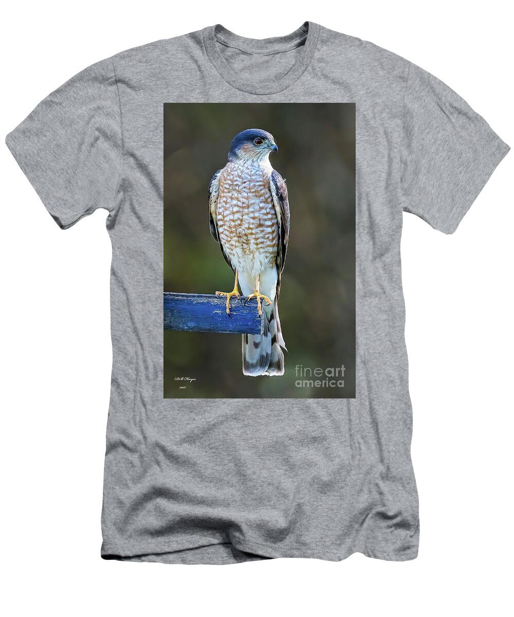 Hawks T-Shirt featuring the photograph Sharp-Shinned Hawk by DB Hayes