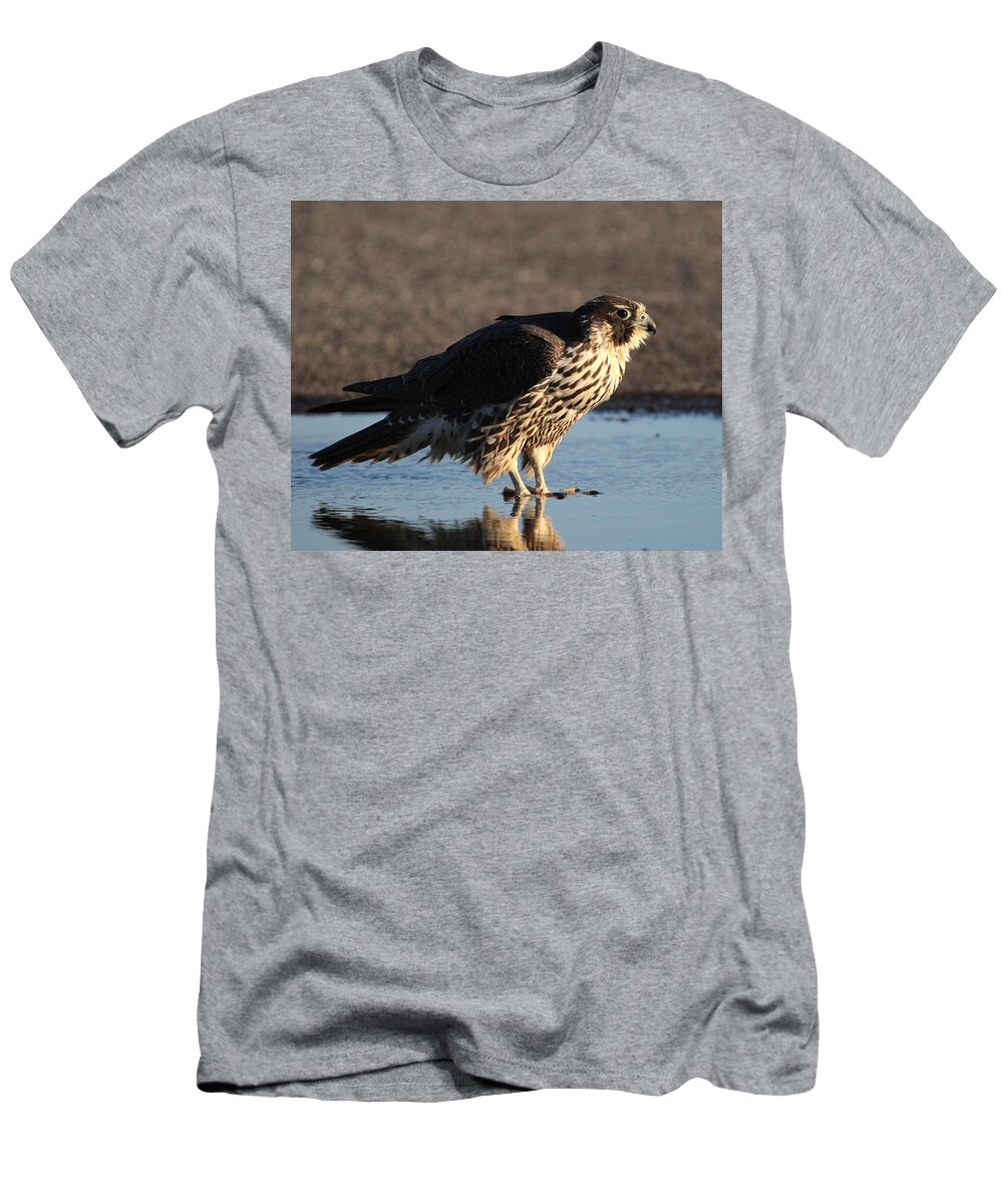 Peregrine Falcon T-Shirt featuring the photograph Peregrine Falcon Shirley New York by Bob Savage