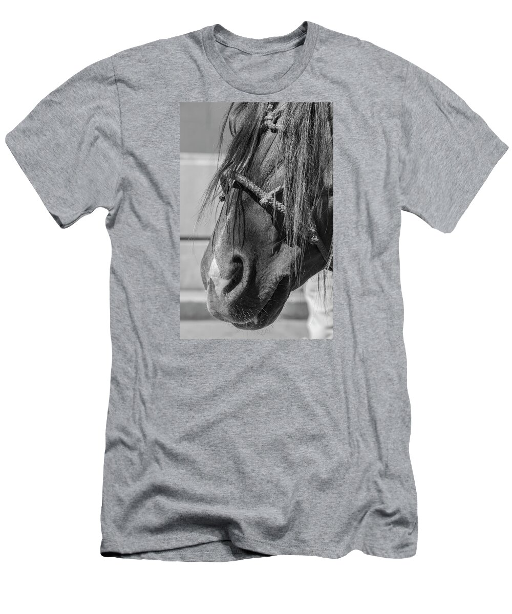 Animals T-Shirt featuring the photograph Portrait Of A Criollo, Argentina by Venetia Featherstone-Witty