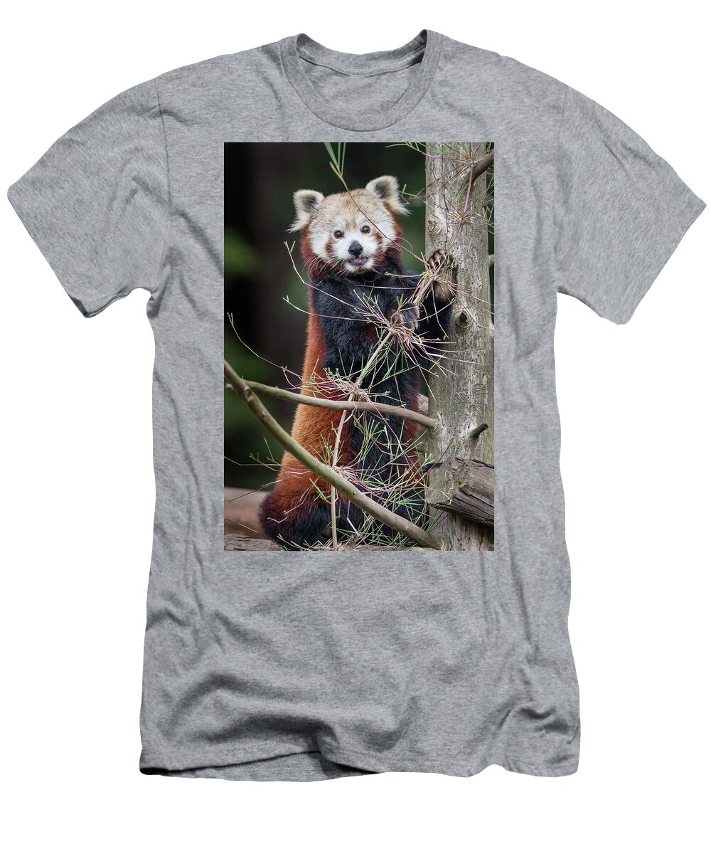 Red Panda T-Shirt featuring the photograph Portrat of a Content Red Panda by Greg Nyquist