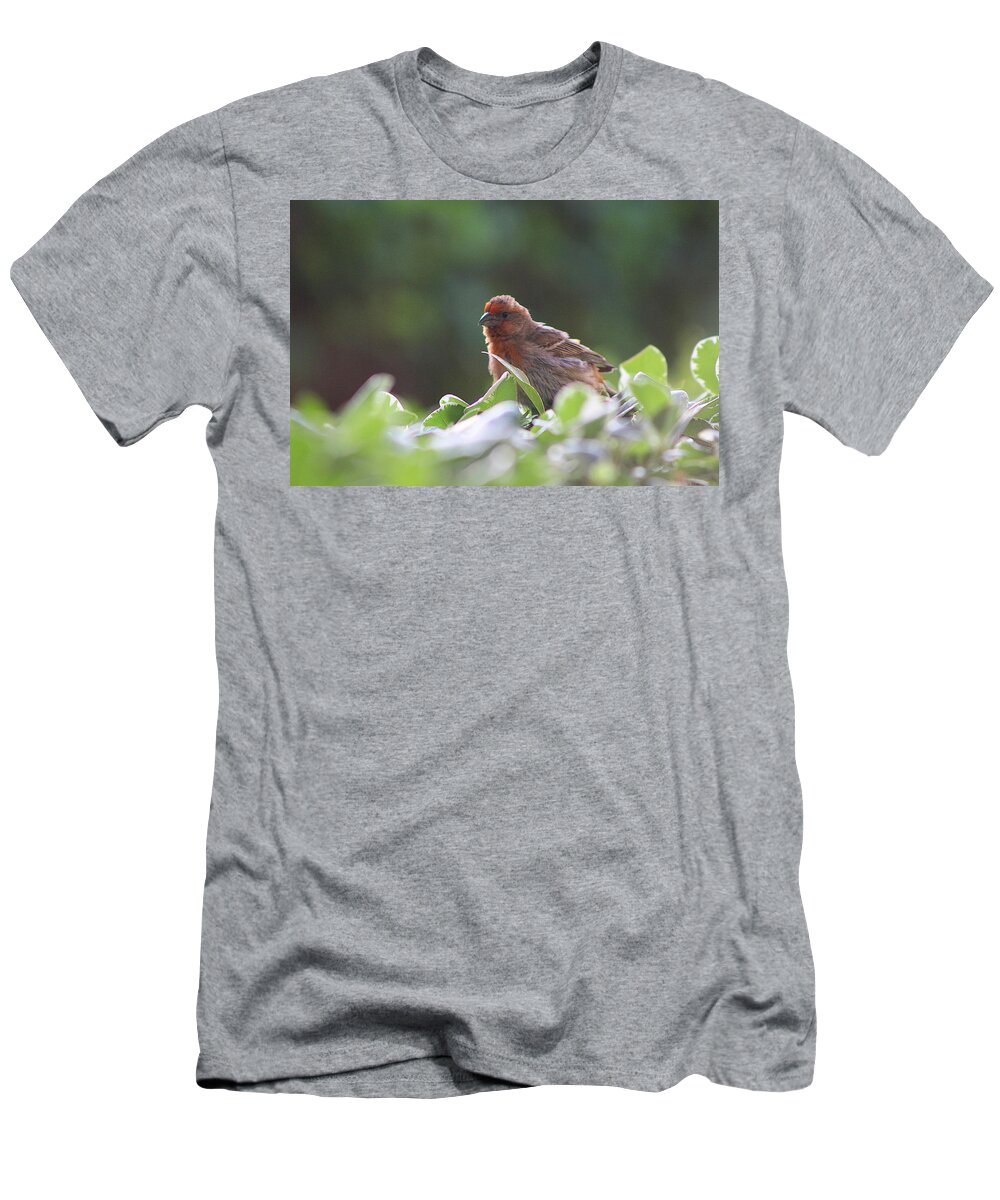 Red House Finch T-Shirt featuring the photograph Puffed up Red House Finch by Colleen Cornelius