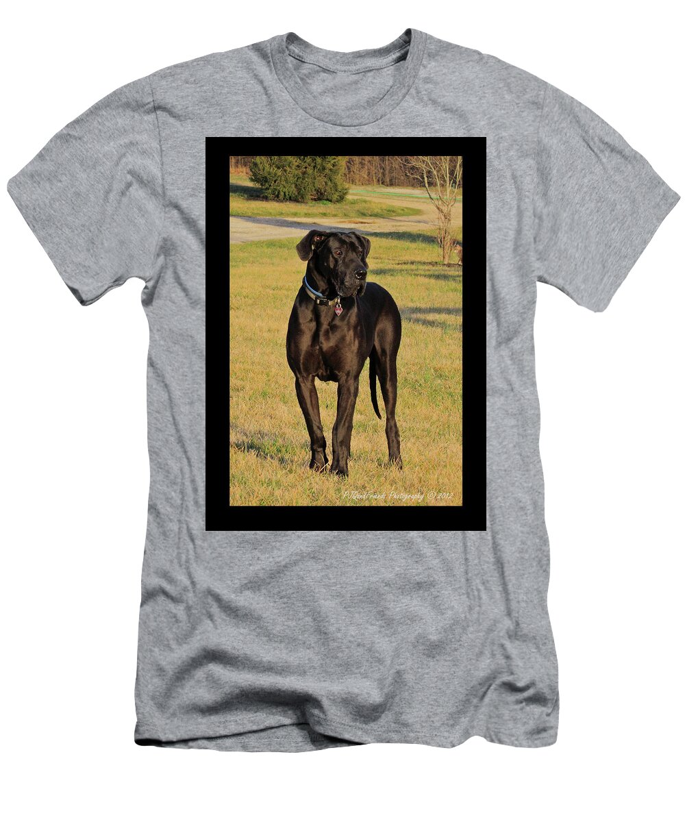Great Dane T-Shirt featuring the photograph 'Really Big Bigg of Crescent Farm' by PJQandFriends Photography