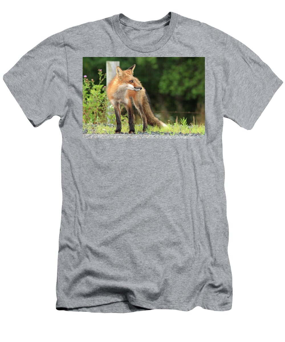 Fox T-Shirt featuring the photograph Red Fox in the rain by Gary Corbett