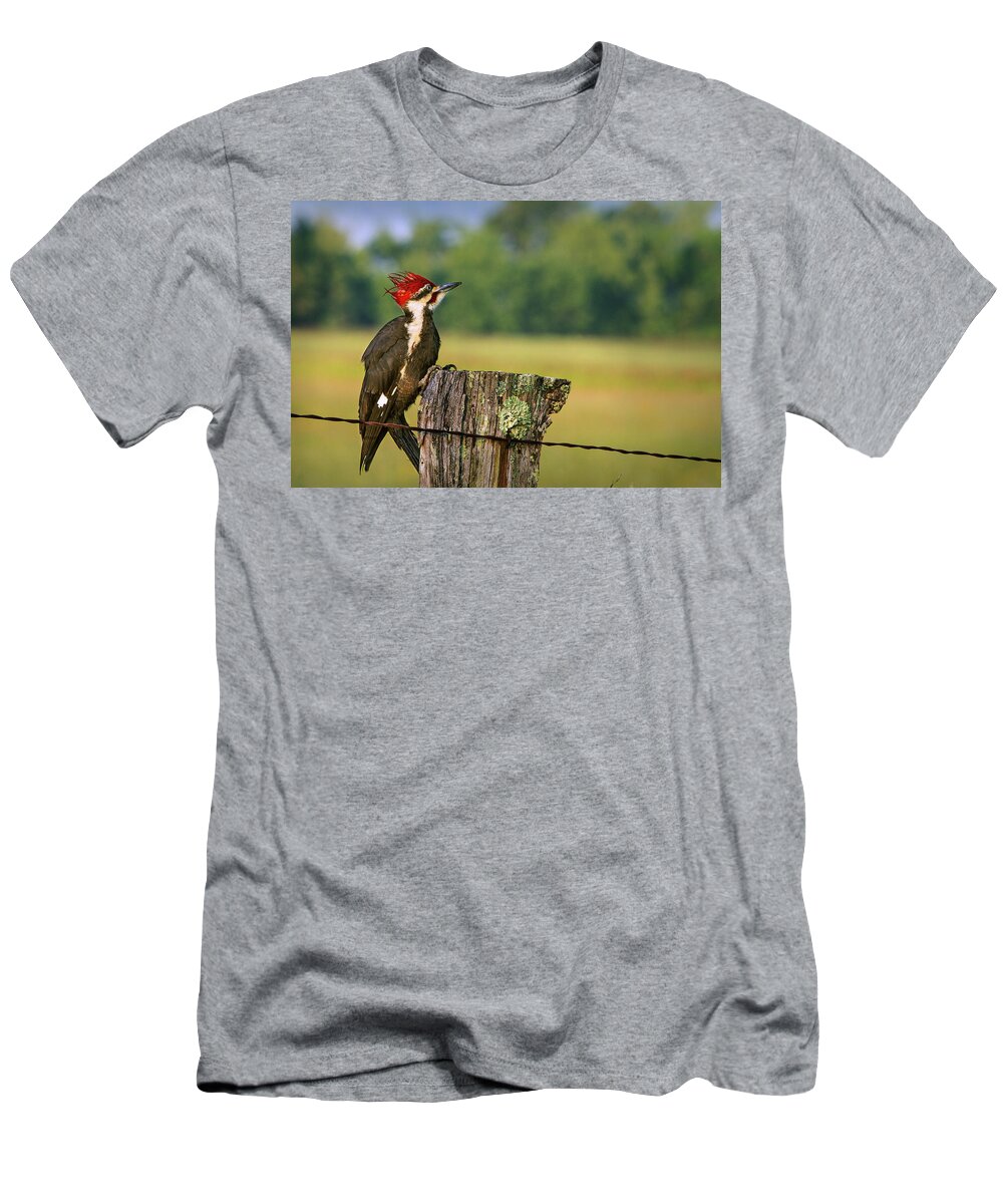 Woodpecker T-Shirt featuring the photograph Red Head Friend by Randall Evans