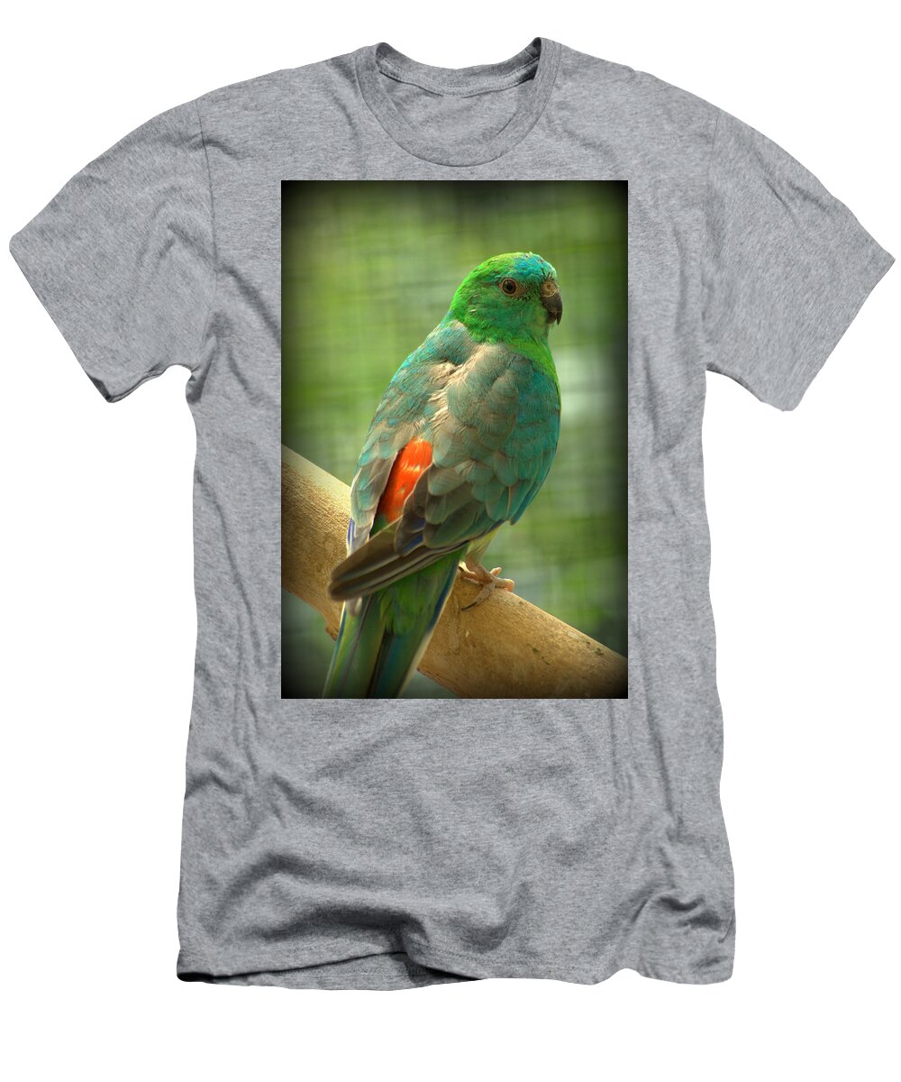 Bird T-Shirt featuring the photograph Red Rump Parakeet Psephotus haematonotus by Nathan Abbott