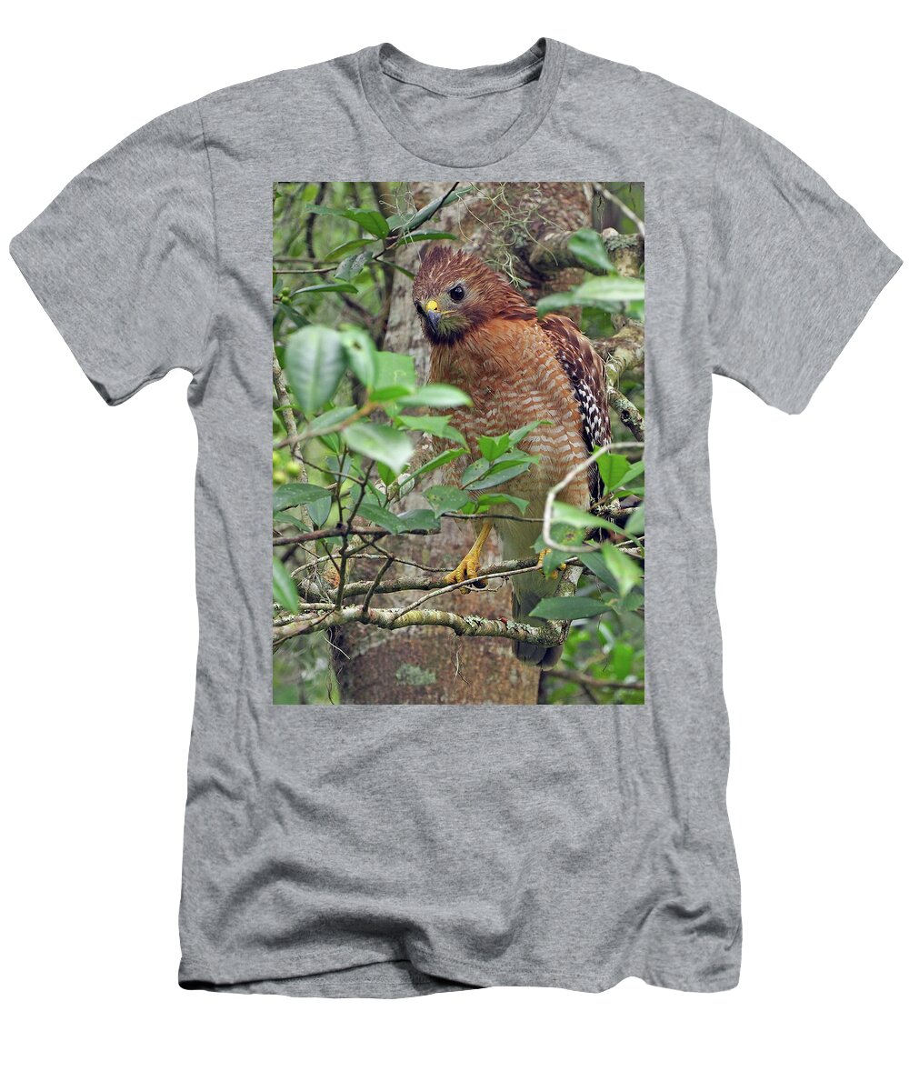 Raptor T-Shirt featuring the photograph Red-shouldered Hawk by Farol Tomson