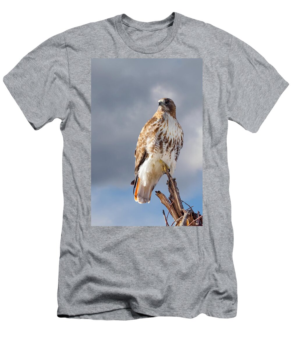 Redtail Hawk T-Shirt featuring the photograph Redtail Portrait by Bill Wakeley