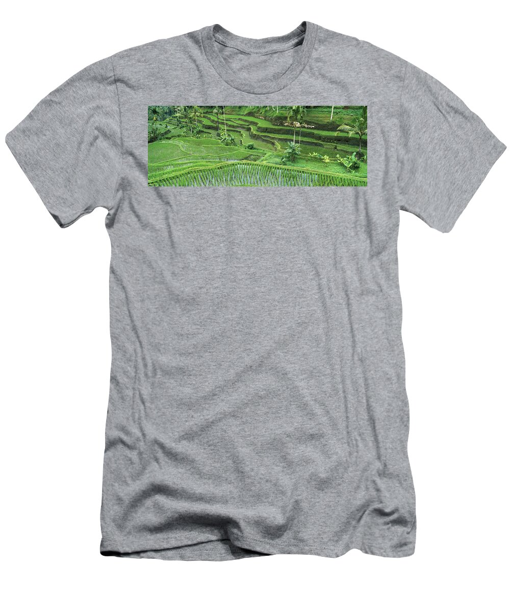 Mp T-Shirt featuring the photograph Rice Oryza Sativa Paddy In The Ubud by Cyril Ruoso