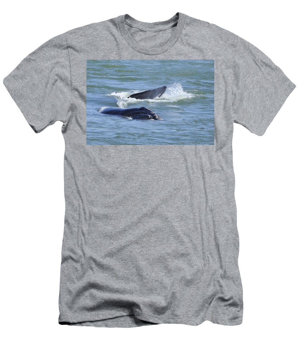 Right Whale T-Shirt featuring the photograph Right Whale head and Tail by Bradford Martin