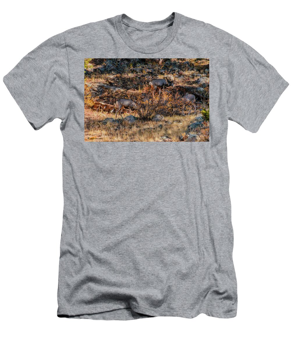  T-Shirt featuring the photograph Rocky Mountain National Park Deer Colorado by Paul Vitko