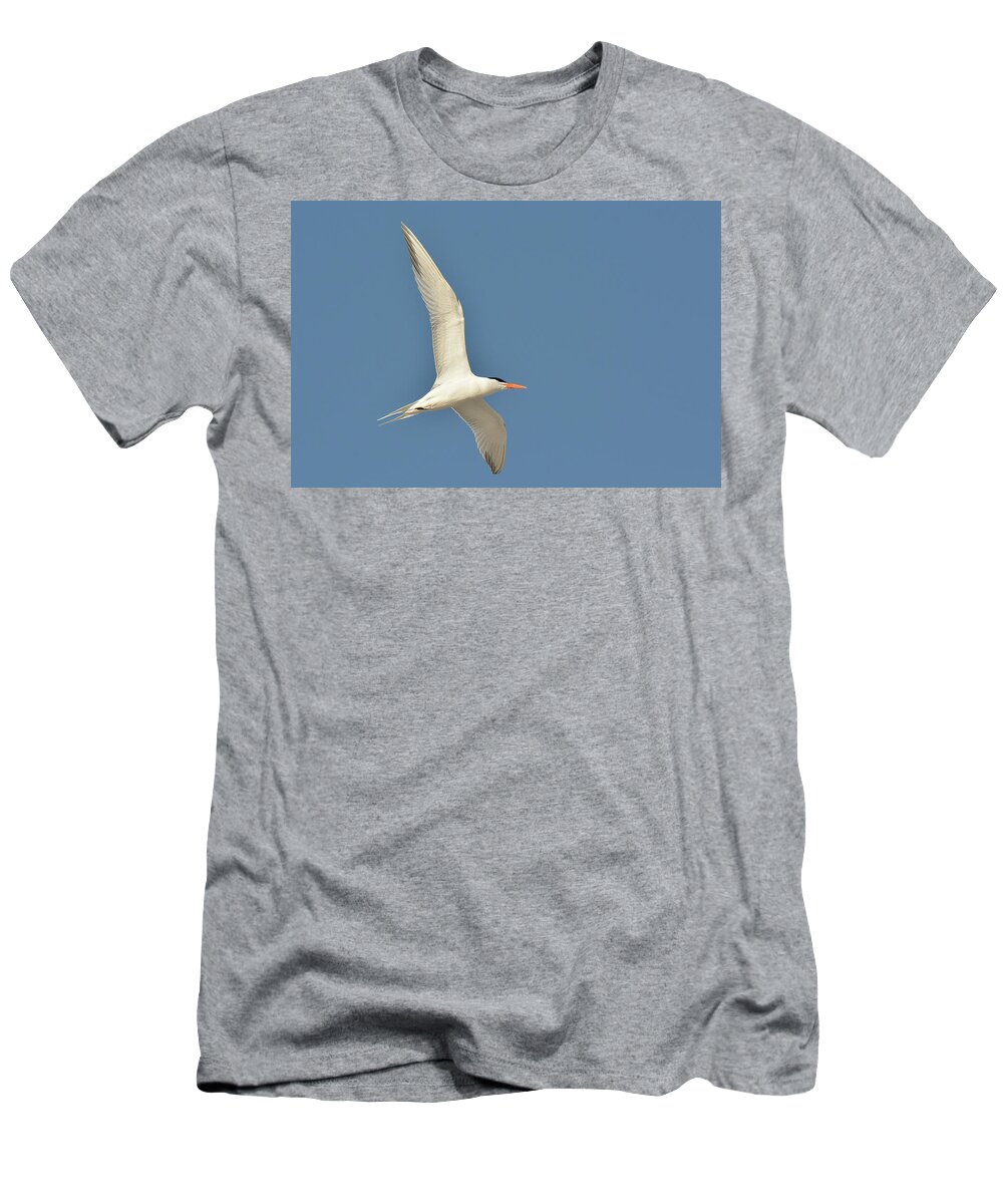 Bird T-Shirt featuring the photograph Royal Term by Alan Lenk