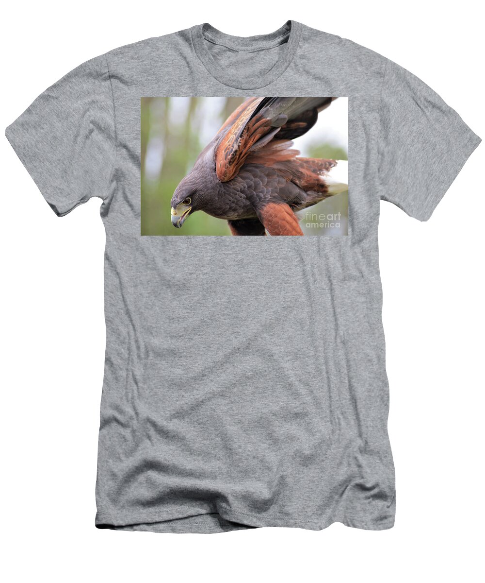 Harris's Hawk T-Shirt featuring the photograph Ruffled Feathers by Kathy Kelly