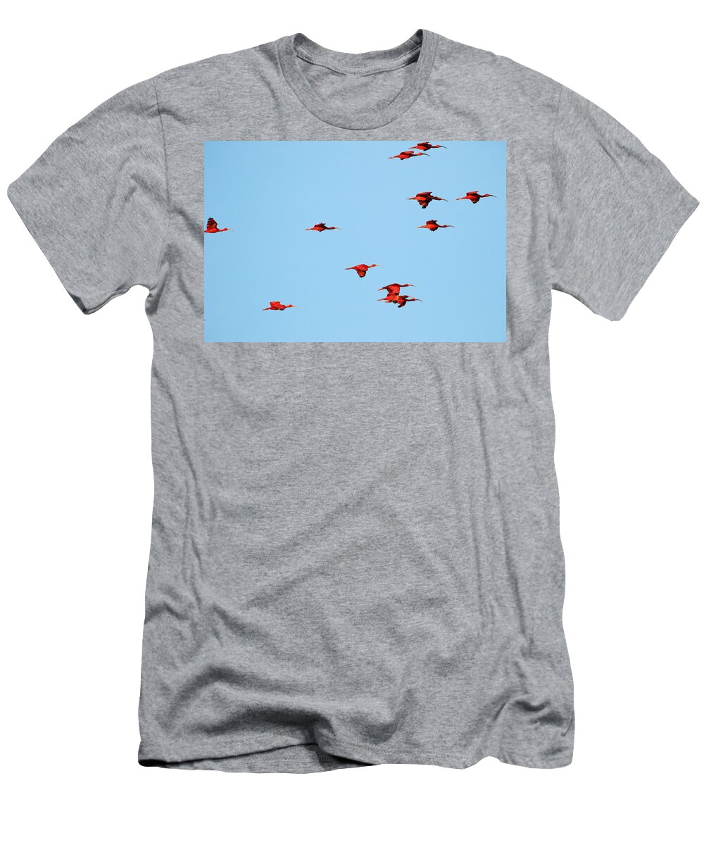 Trinidad T-Shirt featuring the photograph Scarlet Ibis at Caroni Swamp by Steve Wolfe