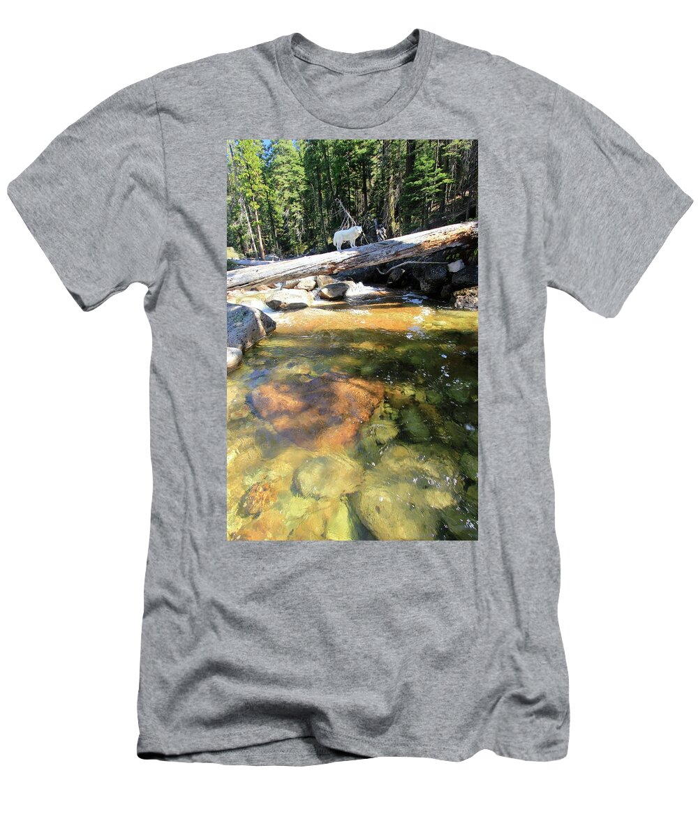 Dog T-Shirt featuring the photograph Seek New Heights by Sean Sarsfield