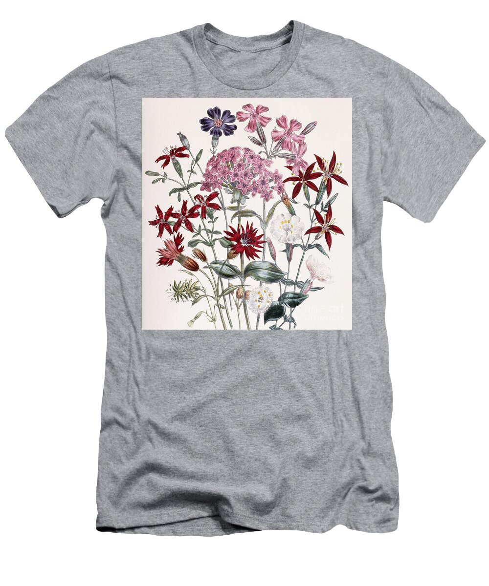 Campion T-Shirt featuring the painting Silene by Jane Loudon