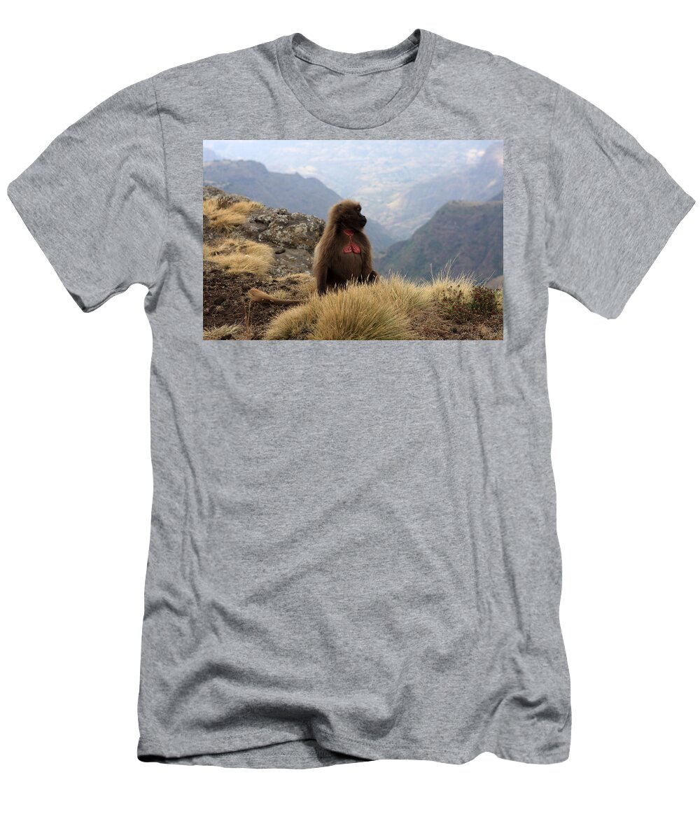 Simien Mountains National Park T-Shirt featuring the photograph Simien Mountain Gelada Baboon by Aidan Moran