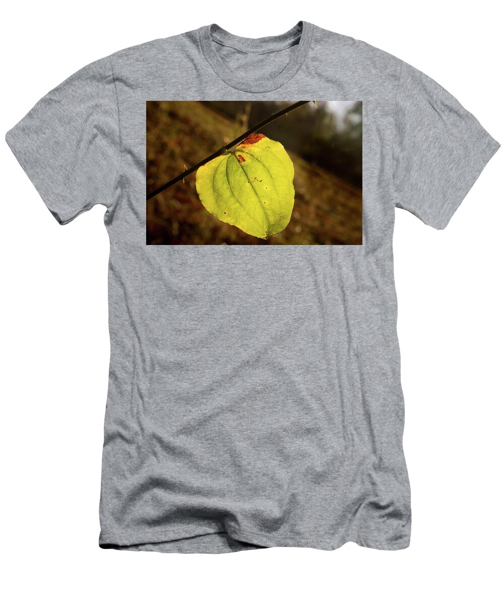 Greenbriar T-Shirt featuring the photograph Single Greenbrair Leaf in Evening Sun by Douglas Barnett