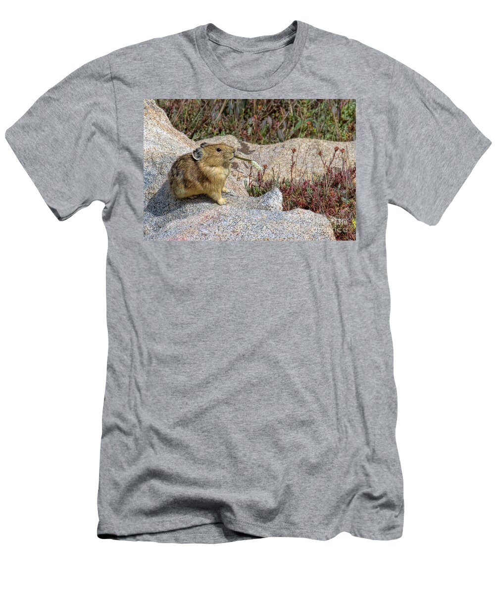 Pika T-Shirt featuring the photograph Slurp by Jim Garrison