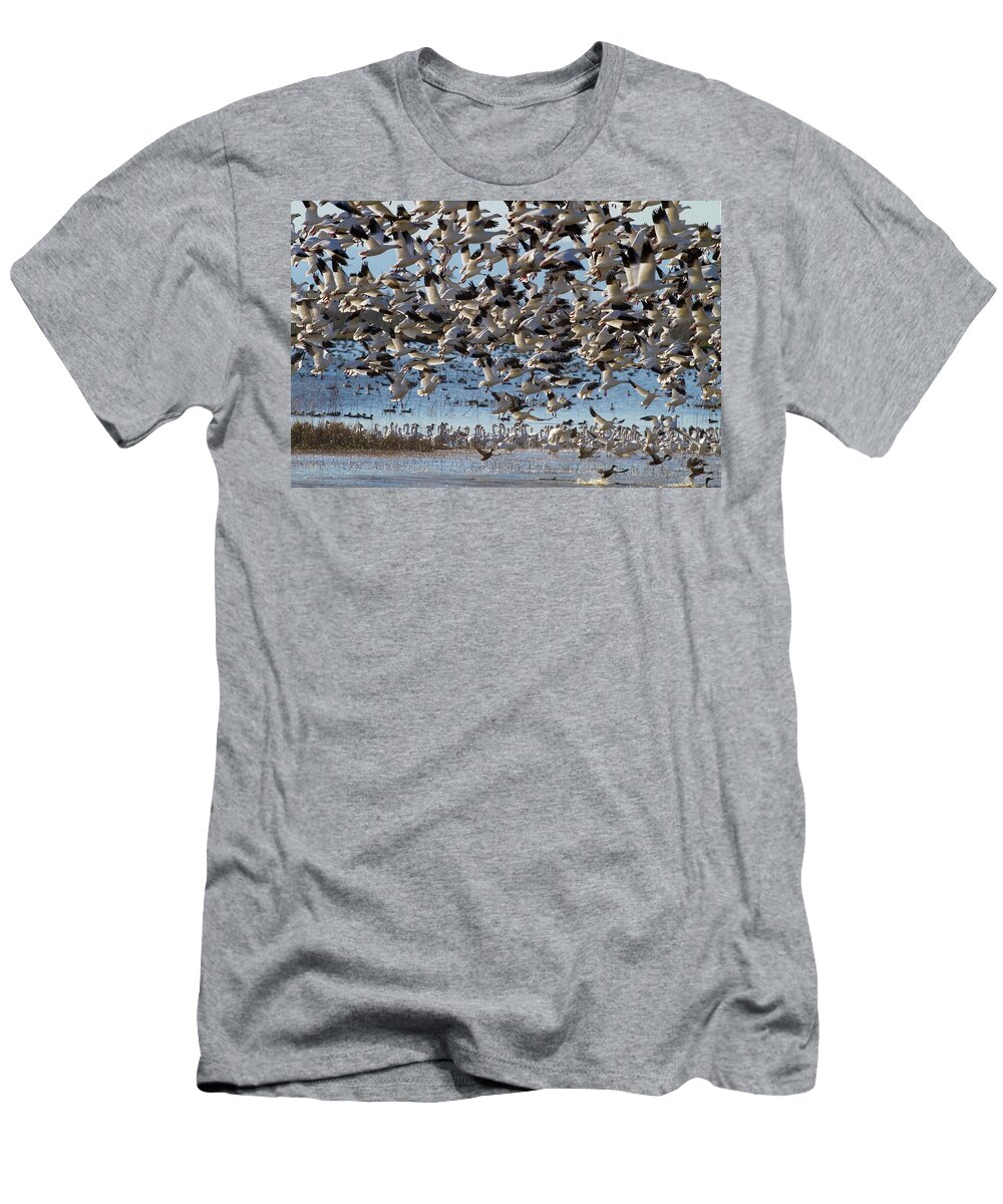 Wild Natural T-Shirt featuring the photograph Snow Geese Lift Off by Mark Miller