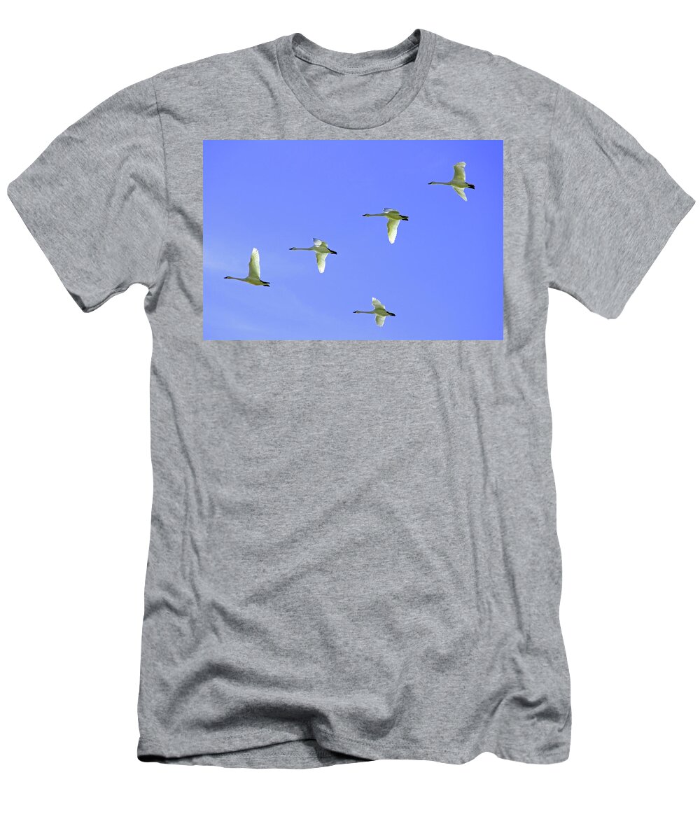 Snowy Egrets Flying In Klanth Wildlife Refuge In California T-Shirt featuring the photograph Snowy Egrets by Dr Janine Williams