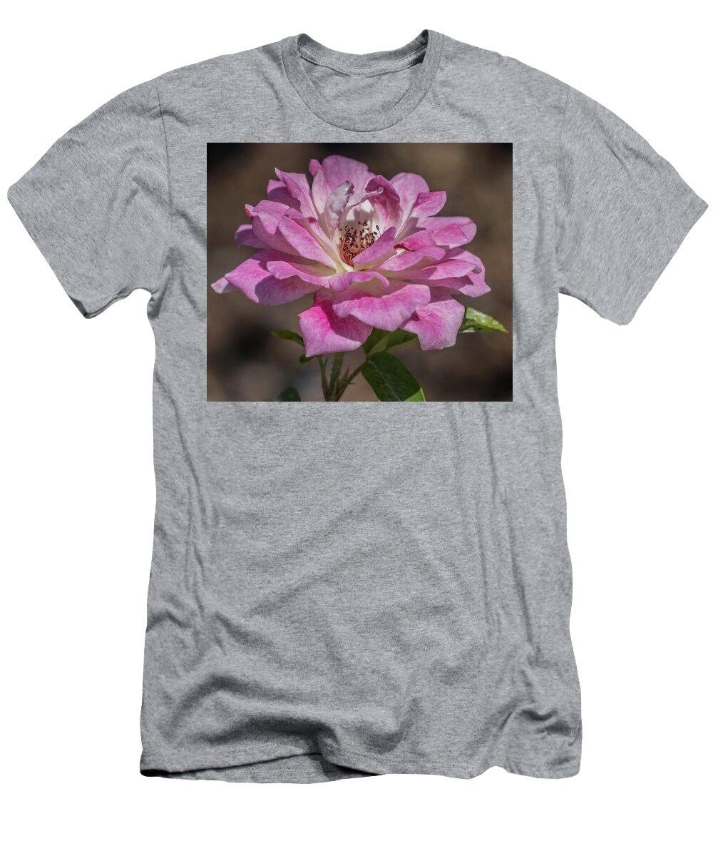 Florida T-Shirt featuring the photograph Soft rose by Jane Luxton