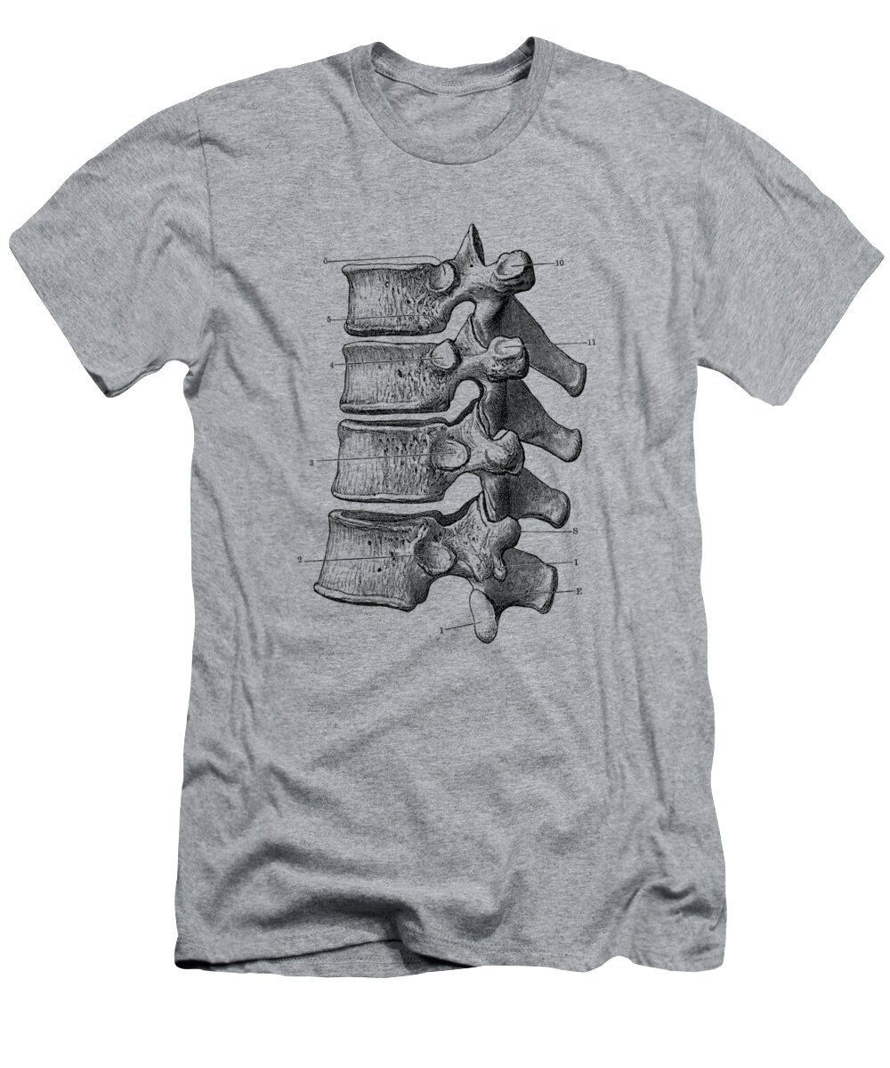 Spine T-Shirt featuring the drawing Spinal Cord - Vertebrae View - Vintage Anatomy Print by Vintage Anatomy Prints