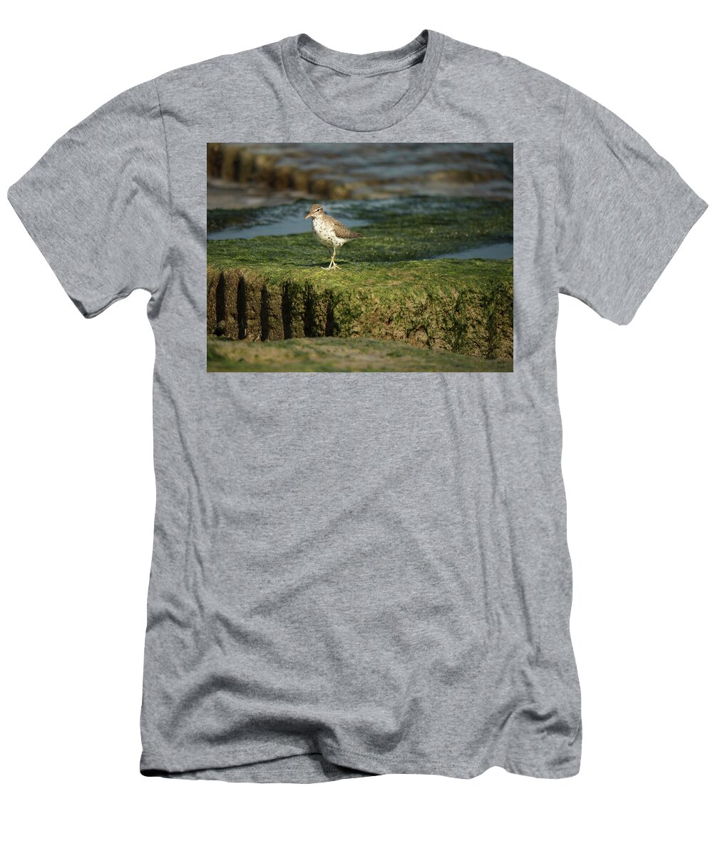 Sandpiper T-Shirt featuring the photograph Spotted Sandpiper by Jerry Connally