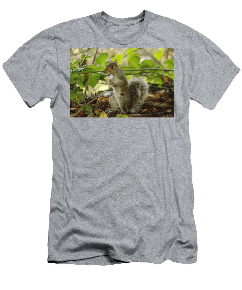 Grey T-Shirt featuring the photograph Squirrel In Early Autumn by Adrian Wale