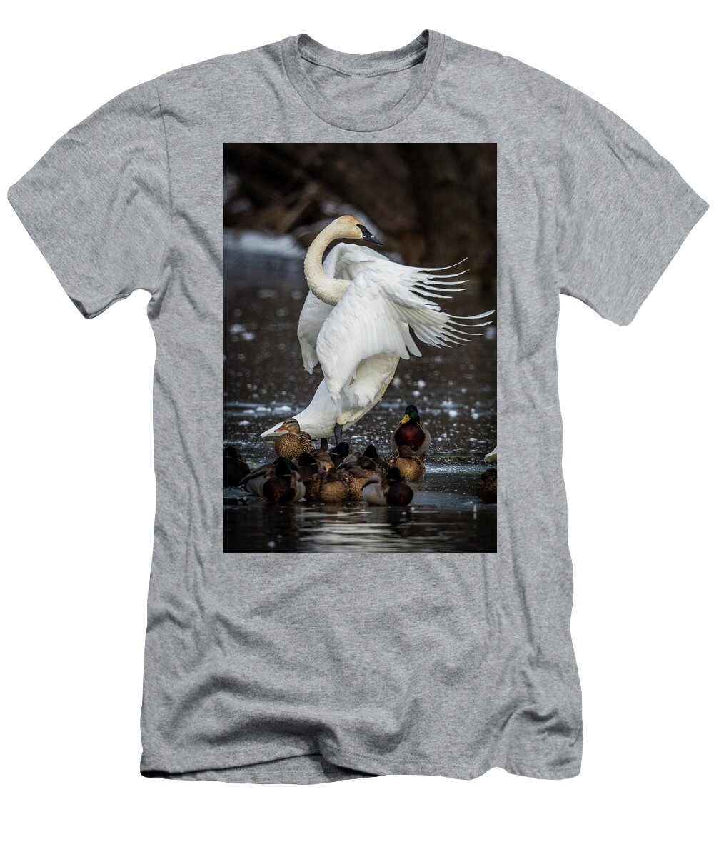 Swan T-Shirt featuring the photograph Stretching Swan by Paul Freidlund