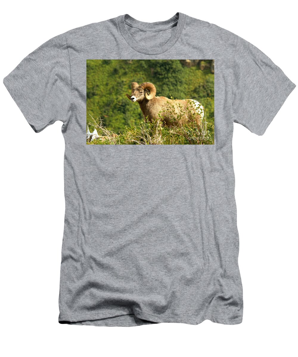 Bighorn T-Shirt featuring the photograph Surveying The Swiftcurrent Lanscape by Adam Jewell